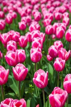Multicolored flowers tulip spring as a backdrop Foto stock