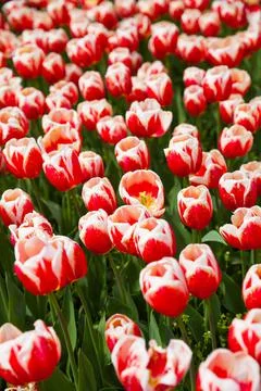 Multicolored flowers tulip spring as a backdrop 스톡 사진