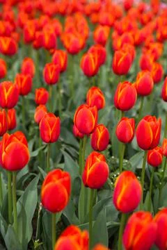 Multicolored flowers tulip spring as a backdrop 스톡 사진