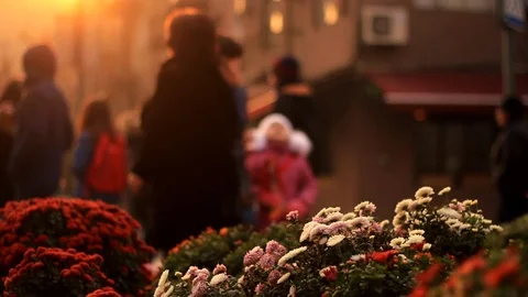 Multicolored focused flowers on a background of a blurred city landscape with 스톡 동영상 83693078