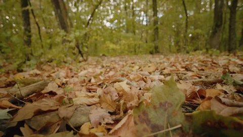 Multicolored foliage on ground of large forest region. Stock Footage 302450718
