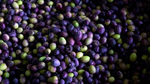 Multicolored freshly picked olives Video stock 100654532