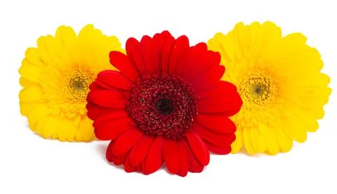 Multicolored gerbera isolated Stock Photos