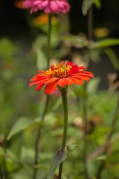 Multicolored gerberas Stock Photos