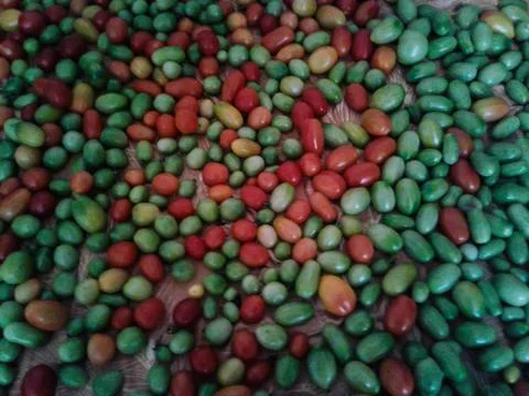 Multicolored glossy tomatoes Stock Photos