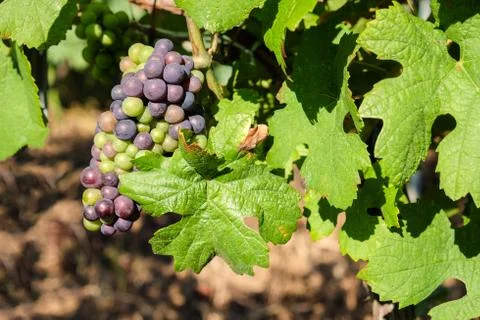 Multicolored grape bunch hanging from vine in winemaking region Stock Photos