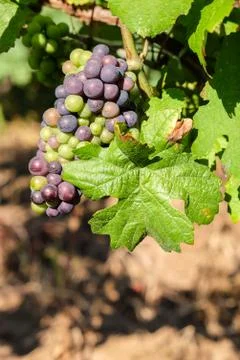 Multicolored grape bunch hanging from vine in winemaking region Stock Photos
