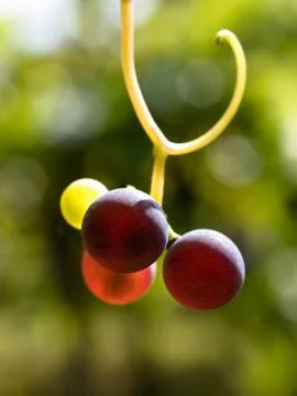 Multicolored grapes 스톡 사진