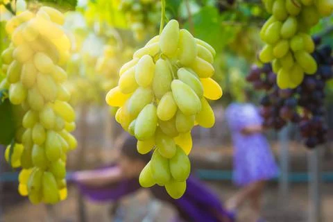 Multicolored grapes on the vineyard. Stock Photos