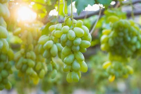 Multicolored grapes on the vineyard. Stock Photos