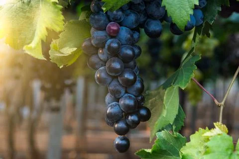 Multicolored grapes on the vineyard. Stock Photos