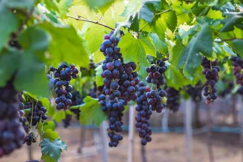 Multicolored grapes on the vineyard. Stock Photos