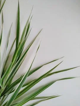 Multicolored grass isolated on white background Stock Photos