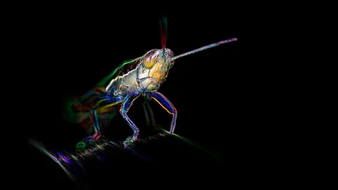 Multicolored grasshopper on a leaf, macro photo digital art neon light effect Stock Illustration
