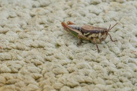 Multicolored grasshopper resting close up Stock Photos