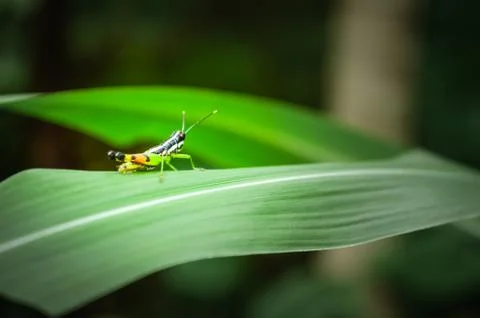 Multicolored grasshopper in the wild Stock Photos