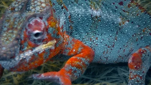 Multicolored head of a chameleon Stock Footage 120078496