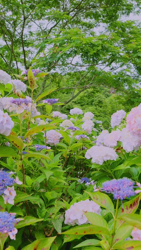 Multicolored hydrangeas blooming in a lush green garden Stock Footage 337678643