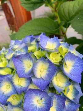 Multicolored hydrangeas Stock Photos