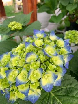 Multicolored hydrangeas Stock Photos