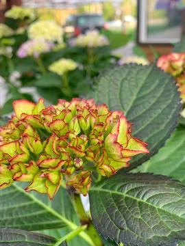 Multicolored hydrangeas Stock Photos