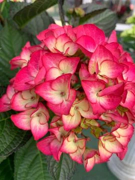 Multicolored hydrangeas Stock Photos