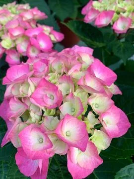 Multicolored hydrangeas Stock Photos