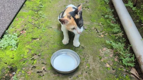 Multicolored kitten cat walking away after drinking milk Stock Footage 256291144