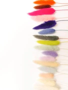 Multicolored lagurus plants on white background, top view, space for text. Decor Stock Photos