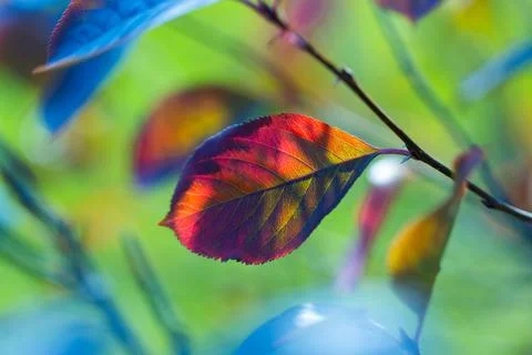 Multicolored leaf of black chokeberry Stock Photos
