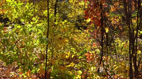 Multicolored leaves float in the wind Stock Footage 169793431
