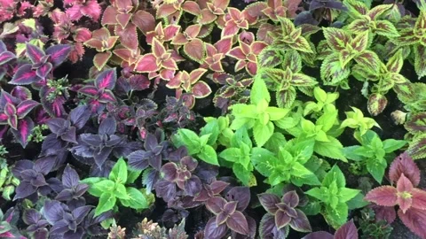 Multicolored Leaves of Flowers Stock Footage 162476892