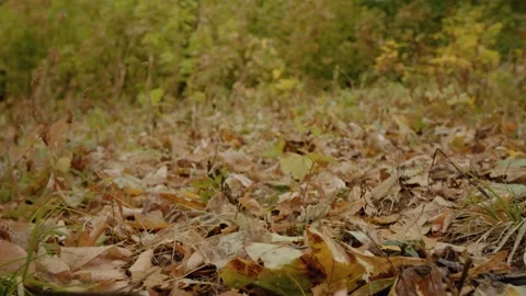 Multicolored leaves lay on the park ground during autumn time during sunny day. Stock Footage 302447548