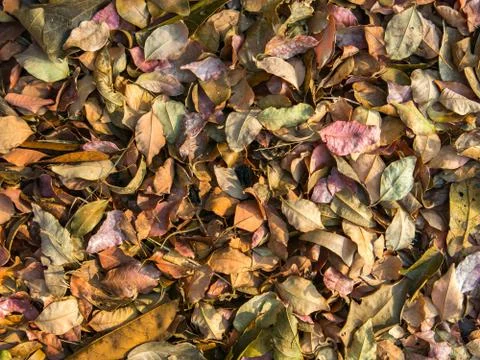 Multicolored leaves pattern Stock Photos