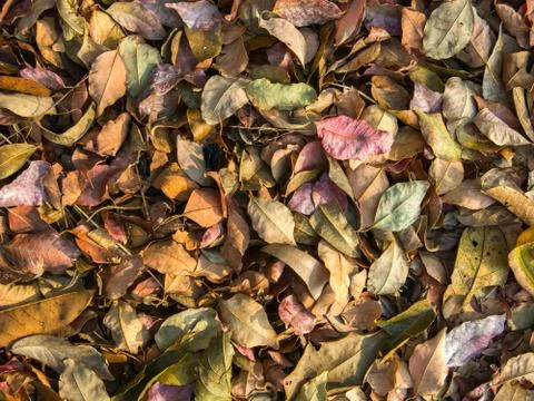 Multicolored leaves pattern Stock Photos