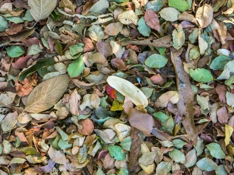 Multicolored leaves pattern Stock Photos