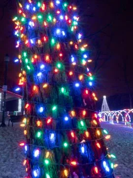 Multicolored LED Christmas string lights wrap the trunk of a tree with arched Stock Photos