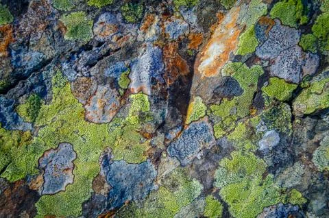 Multicolored lichen background Foto stock