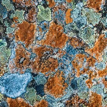 Multicolored Lichen Stock-Fotos