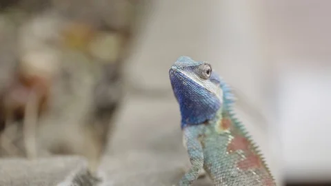 Multicolored lizard in garden. Stock Footage 94229231
