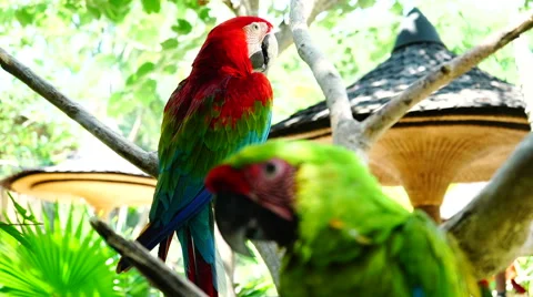 Multicolored macaw parrot cleaning feathers. 스톡 동영상 68728683
