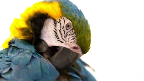 Multicolored macaw parrot on a white background Stock Footage 111568450