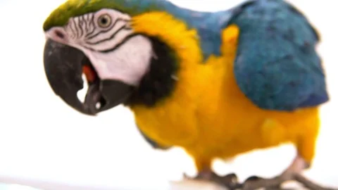 Multicolored macaw parrot on a white background Stock Footage 111575260