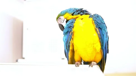 Multicolored macaw parrot on a white background Stock Footage 111735699