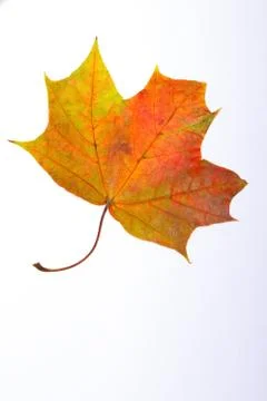 Multicolored maple leaf isolated on white background Stock Photos