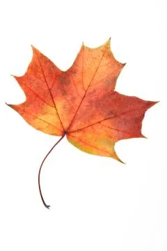 Multicolored maple leaf isolated on white background Stock Photos