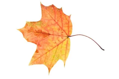 Multicolored maple leaf isolated on white background Foto stock