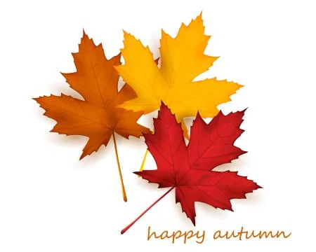 Multicolored maple leaves -EPS10 Stock Illustration