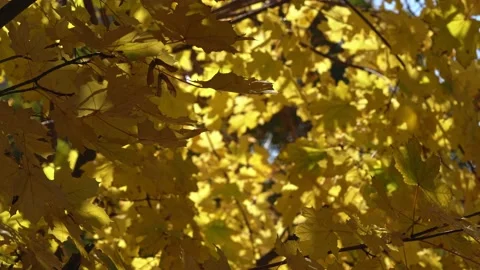 Multicolored maple leaves float in the wind Stock Footage 169793438
