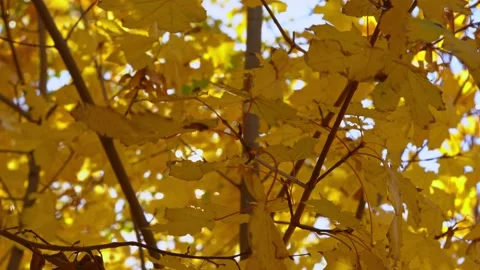 Multicolored maple leaves float in the wind Stock Footage 169793506